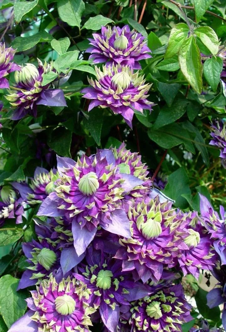 Clematis Taiga Flower Seeds