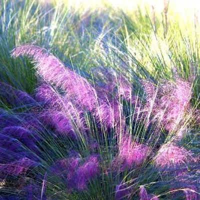 Beautiful Muhlenbergia Capillaris Sea-chloriseeds