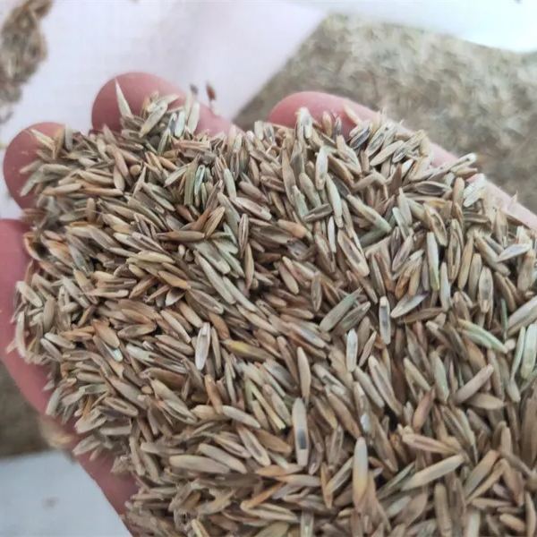 Evergreen, no-mowing lawn seeds