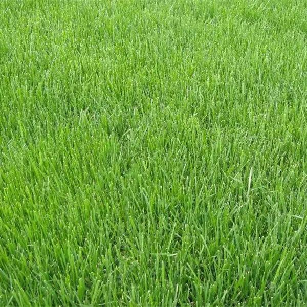 Evergreen, no-mowing lawn seeds