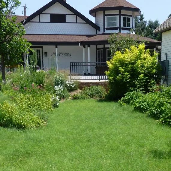 Evergreen, no-mowing lawn seeds