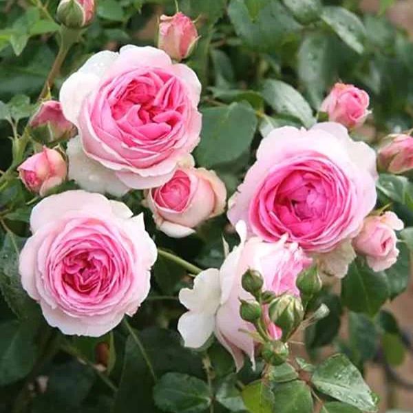 Rosa Eden-Pierre de Ronsard Seeds