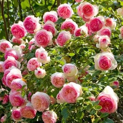 Rosa Eden-Pierre de Ronsard Seeds