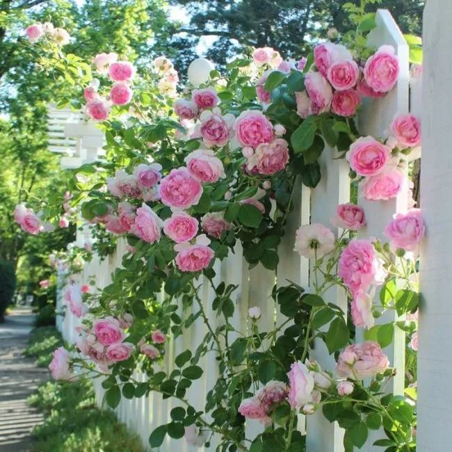 Rosa Eden-Pierre de Ronsard Seeds