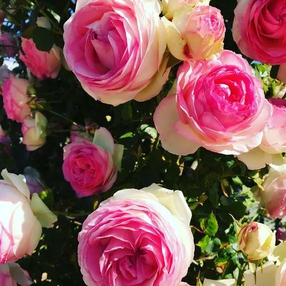 Rosa Eden-Pierre de Ronsard Seeds