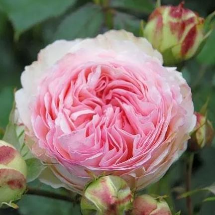 Rosa Eden-Pierre de Ronsard Seeds
