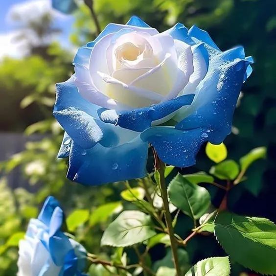 Broken Ice Blue Rose Seeds - Rare