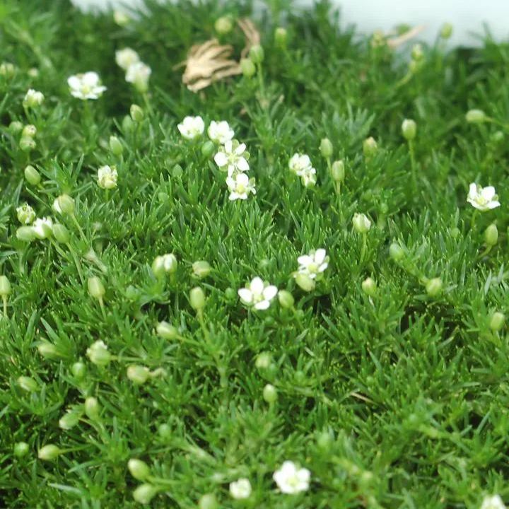 Evergreen pearl grass