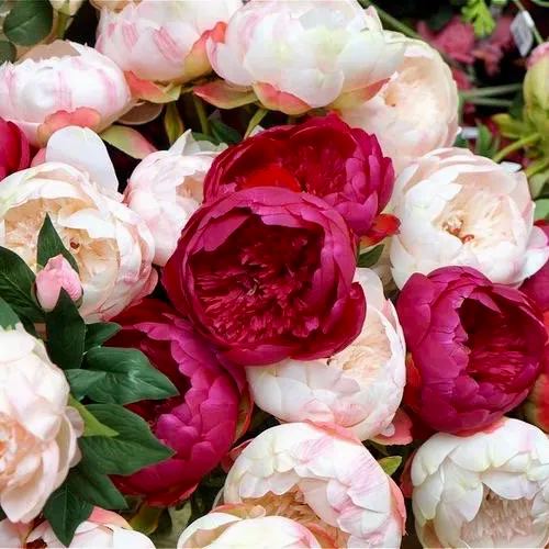 Mix 12 Colors- Moutan Peony Flower Seeds