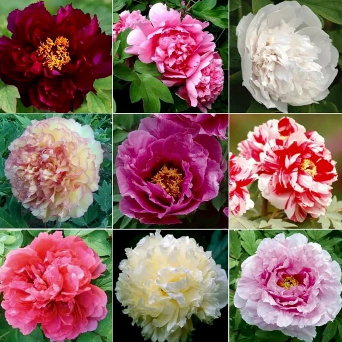 Mix 12 Colors- Moutan Peony Flower Seeds