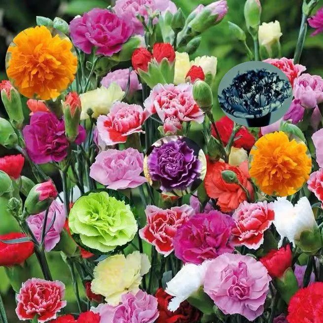 Carnation Chabaud Mix 10 Colors Dianthus Seeds
