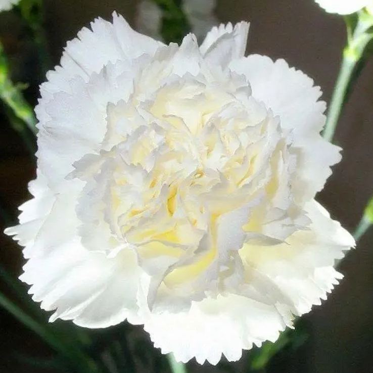 Carnation Chabaud Mix 10 Colors Dianthus Seeds