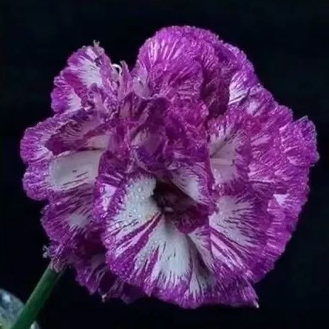 Carnation Chabaud Mix 10 Colors Dianthus Seeds