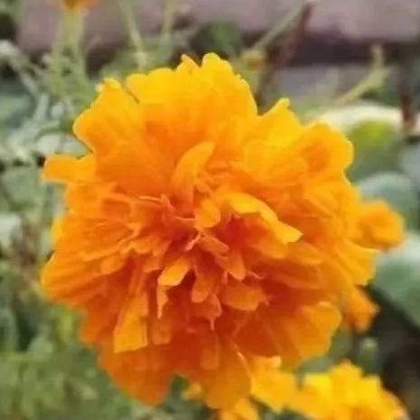 Carnation Chabaud Mix 10 Colors Dianthus Seeds