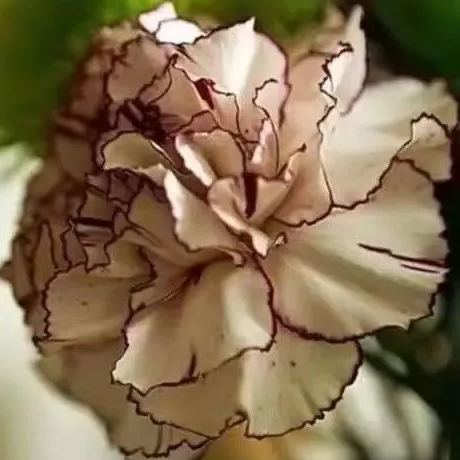 Carnation Chabaud Mix 10 Colors Dianthus Seeds