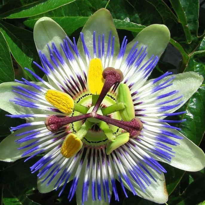 MIx Colors Passion Flower Seeds-chloriseeds