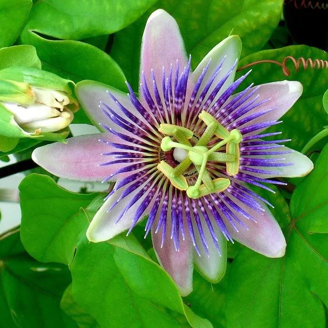 MIx Colors Passion Flower Seeds-chloriseeds