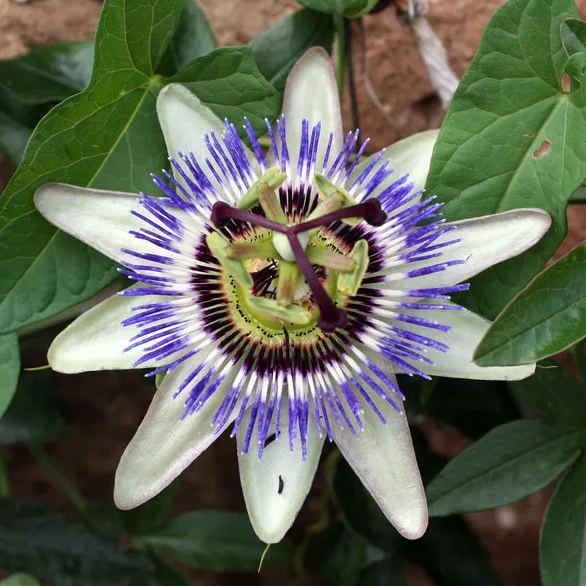 Blue Crown Passion Flower (Passiflora Caerulea) Seeds