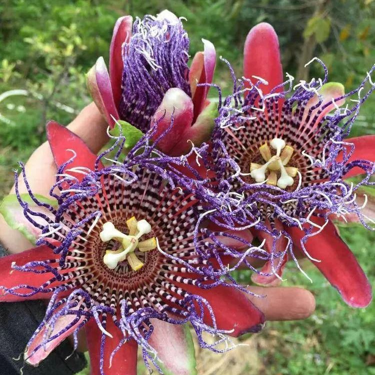 MIx Colors Passion Flower Seeds-chloriseeds