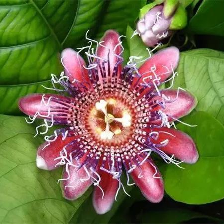MIx Colors Passion Flower Seeds-chloriseeds