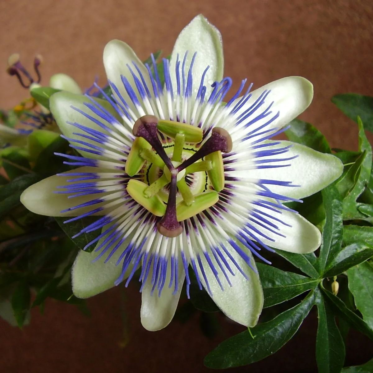 MIx Colors Passion Flower Seeds-chloriseeds