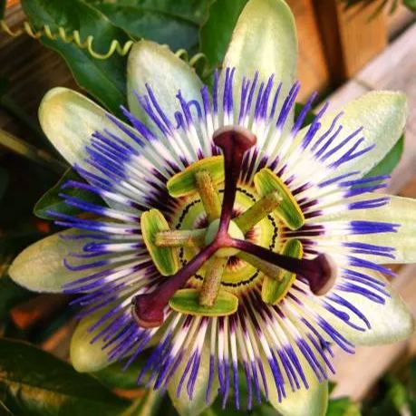 MIx Colors Passion Flower Seeds-chloriseeds