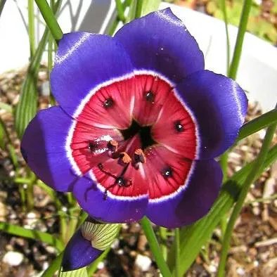 Enchant Your Garden with Geissorhiza Radians – The Stunning Tricolor Wandflower Bulb Collection