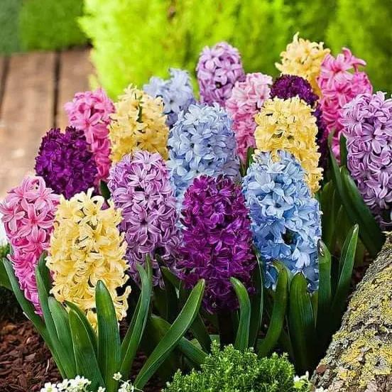 Mixed Color Hyacinth Seeds-chloriseeds