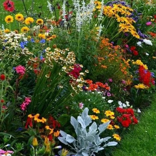 Mixed Seasonal Blooming Flower Seeds - Easy Care-chloriseeds