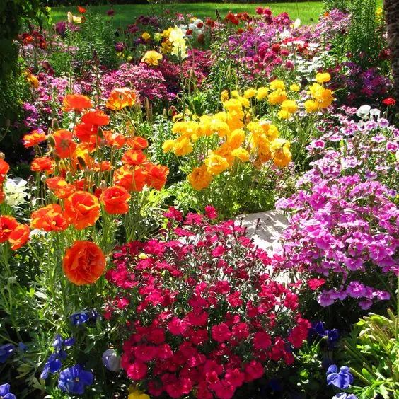 Mixed Seasonal Blooming Flower Seeds - Easy Care-chloriseeds