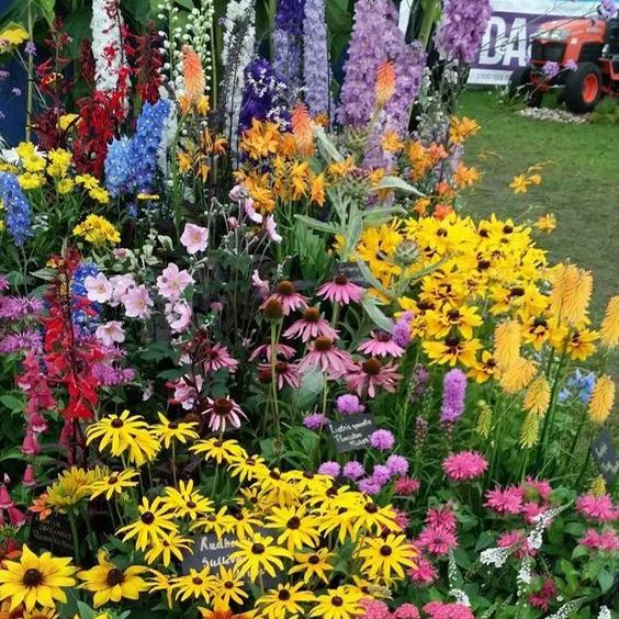 Mixed Seasonal Blooming Flower Seeds - Easy Care-chloriseeds