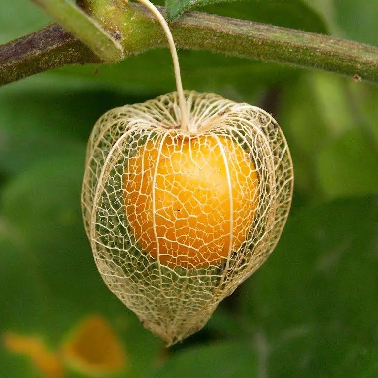 Physalis Peruviana Fruit-Lantern Fruit