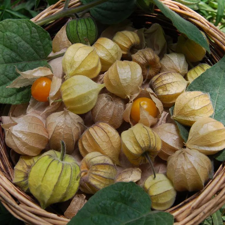 Physalis Peruviana Fruit-Lantern Fruit