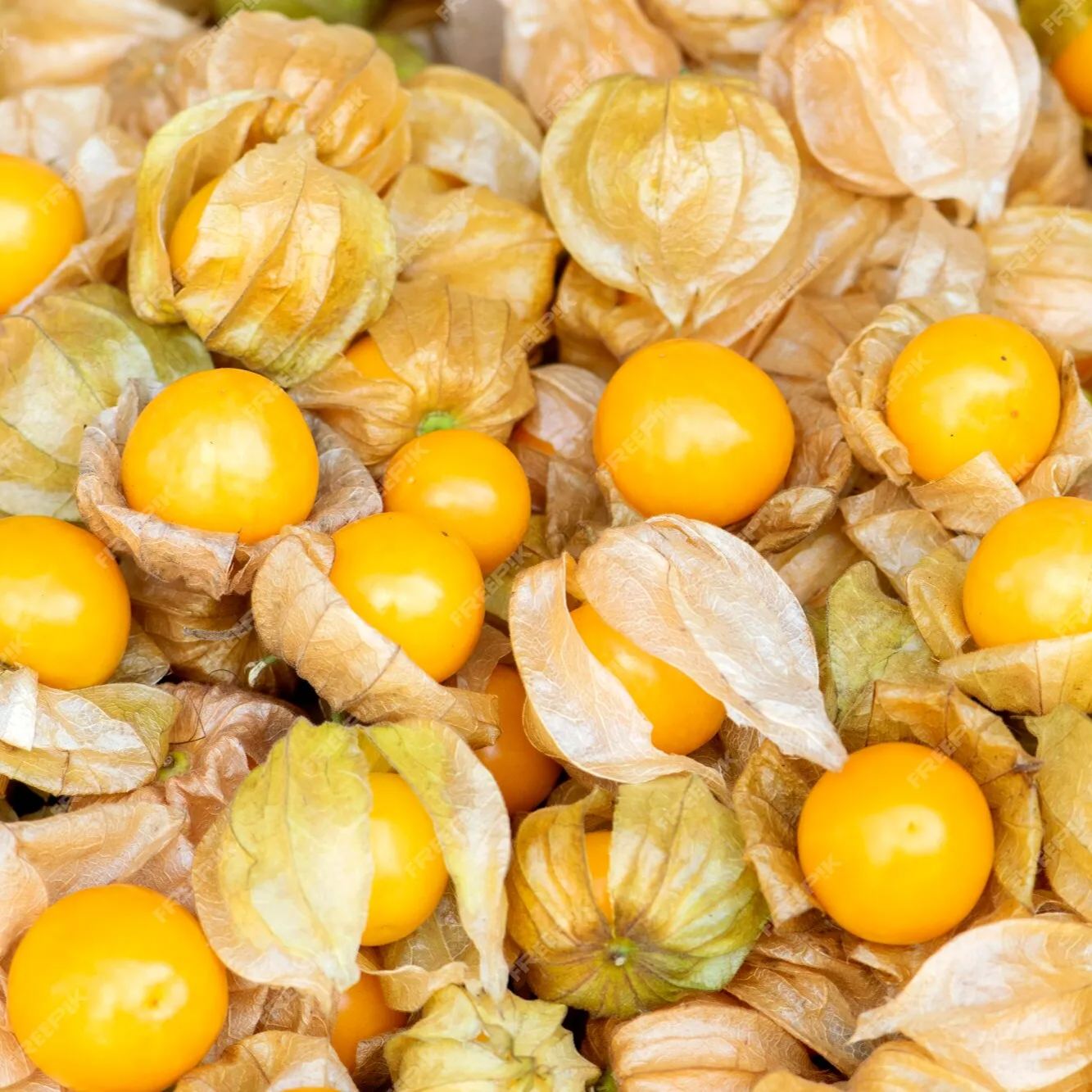 Physalis Peruviana Fruit-Lantern Fruit