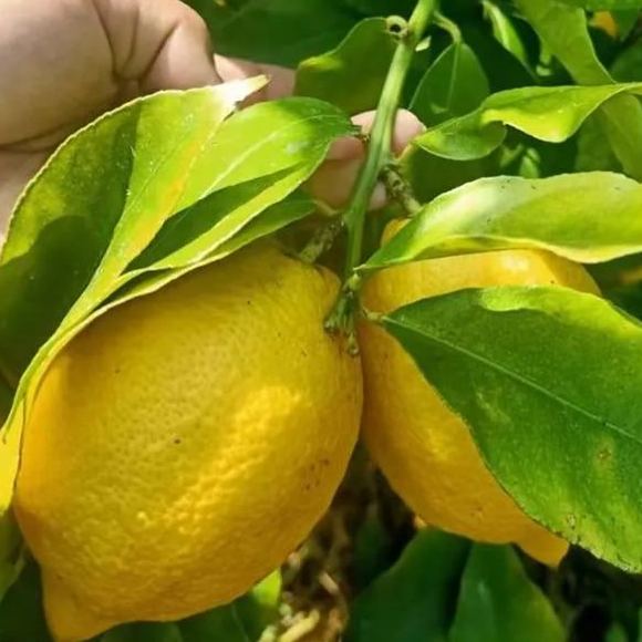 🍋Perfume Lemon Seeds