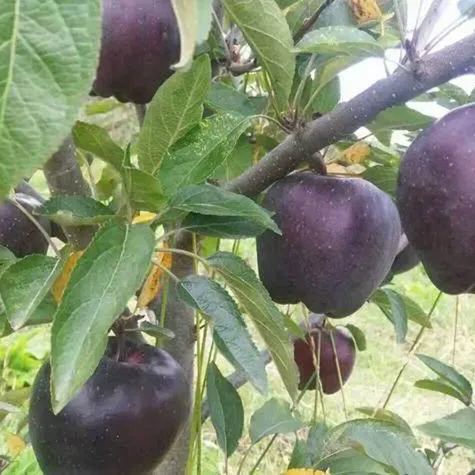 🍎Rare Black Diamond Apple Seeds