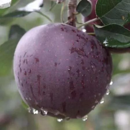 🍎Rare Black Diamond Apple Seeds
