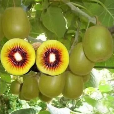 Red Heart Kiwi Seeds