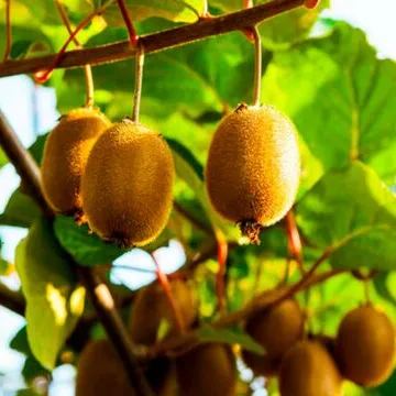 Red Heart Kiwi Seeds