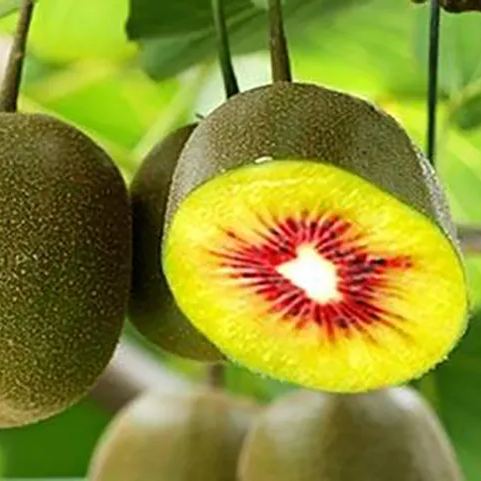 Red Heart Kiwi Seeds