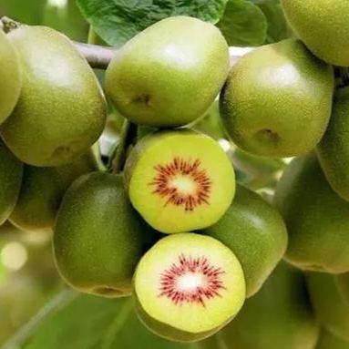 Red Heart Kiwi Seeds