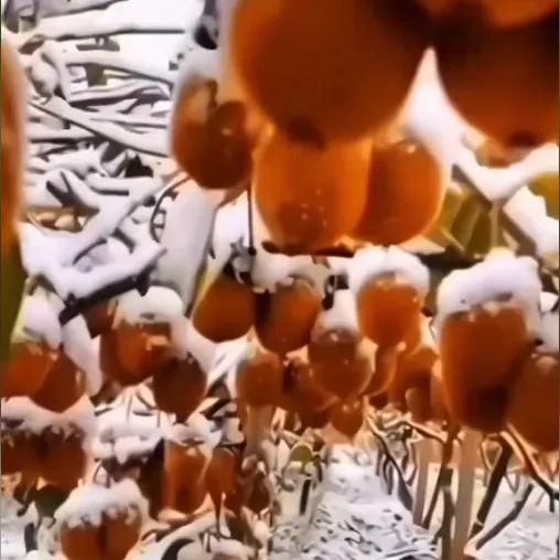 🥝❤️Red Heart Kiwi Seeds