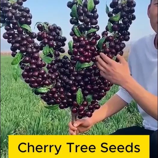 Rainier Cherry Fruit Seeds(🪴Buy 4 Get 1 Free🌿Can be planted in winter)