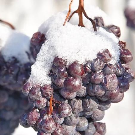 Arctic Red Grapes Seeds🍇