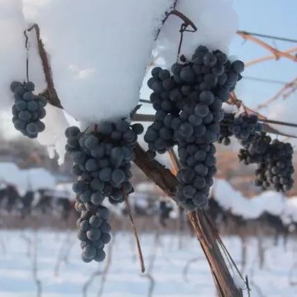 Arctic Red Grapes Seeds🍇