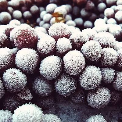 Arctic Red Grapes Seeds🍇