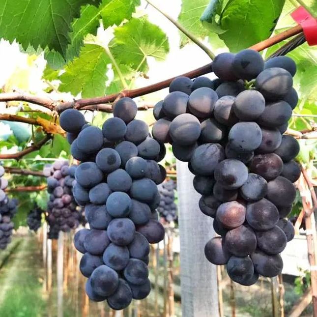 Arctic Red Grapes Seeds🍇