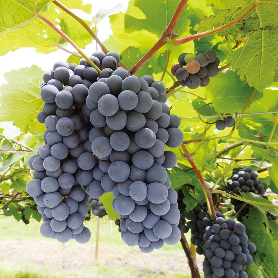 Arctic Red Grapes Seeds🍇