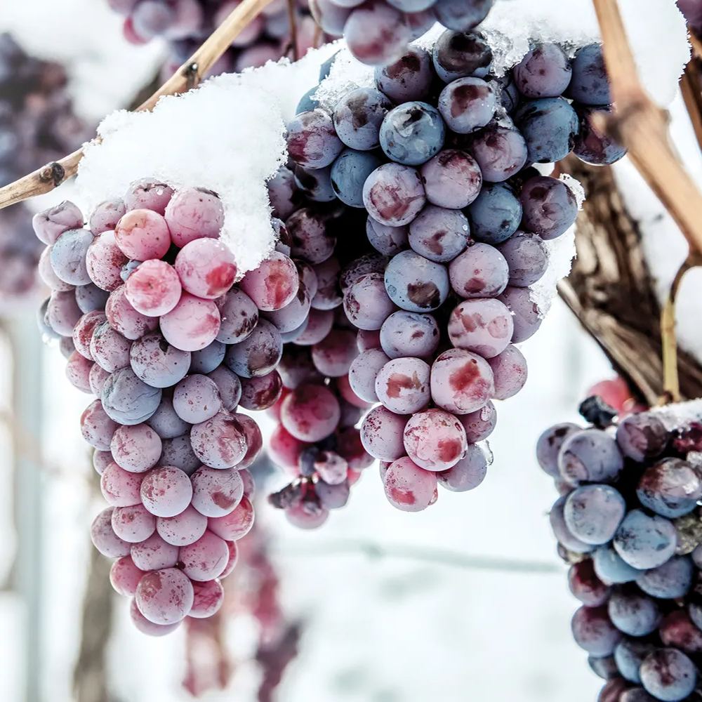 Arctic Red Grapes Seeds🍇