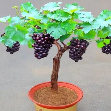 Arctic Red Grapes Seeds🍇Resistant to -40°C🪴Buy 3 Get 1 Free